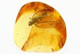 Superb Fossil Planthopper (Fulgoroidea) In Baltic Amber #307220-2